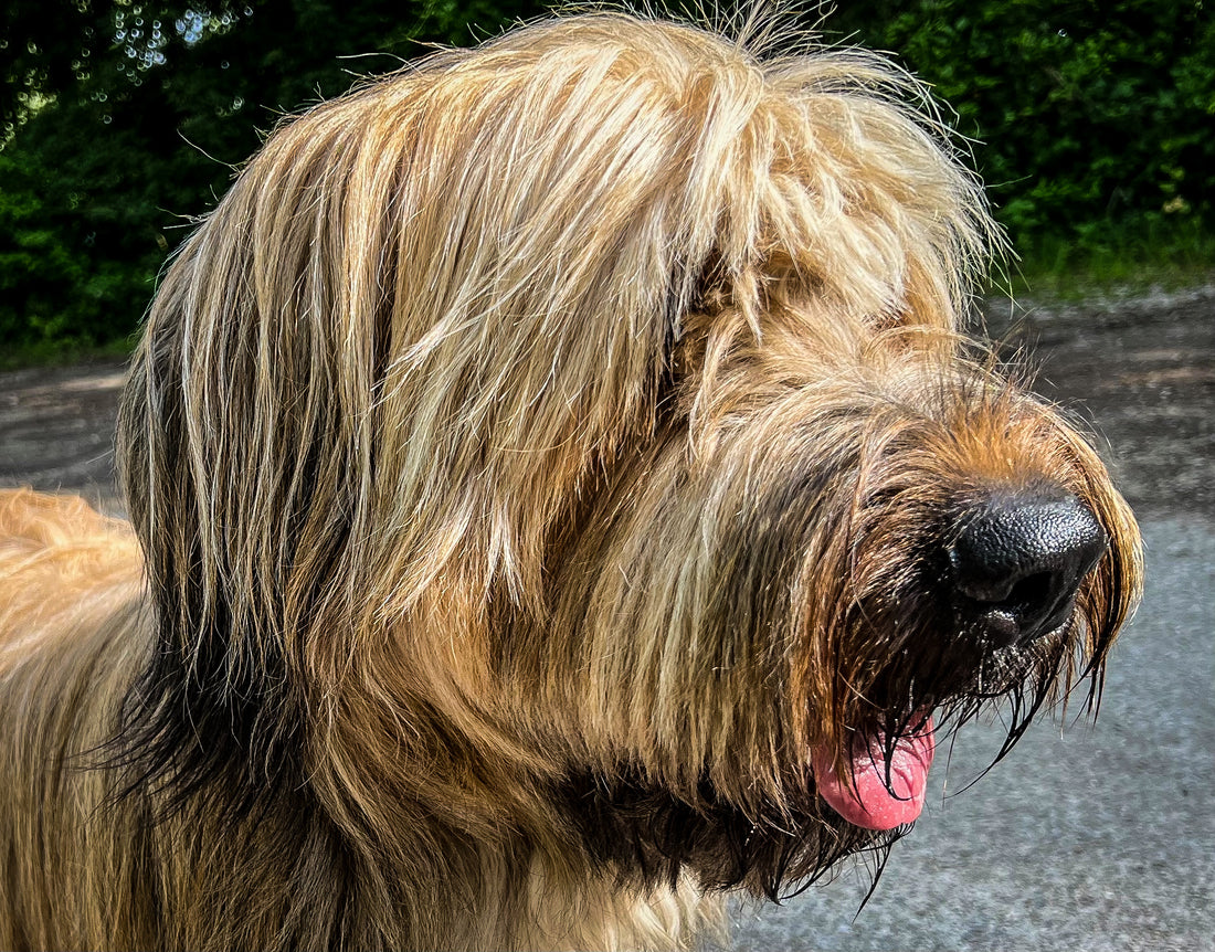 Sanfte Pflege für Hundeohrentzündungen – Natürliche Hilfe für Ihren Vierbeiner